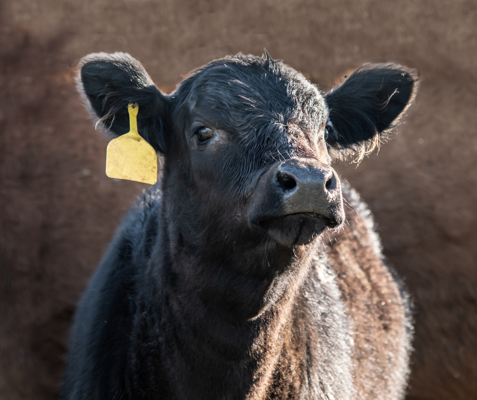 It's calving season at the ranch