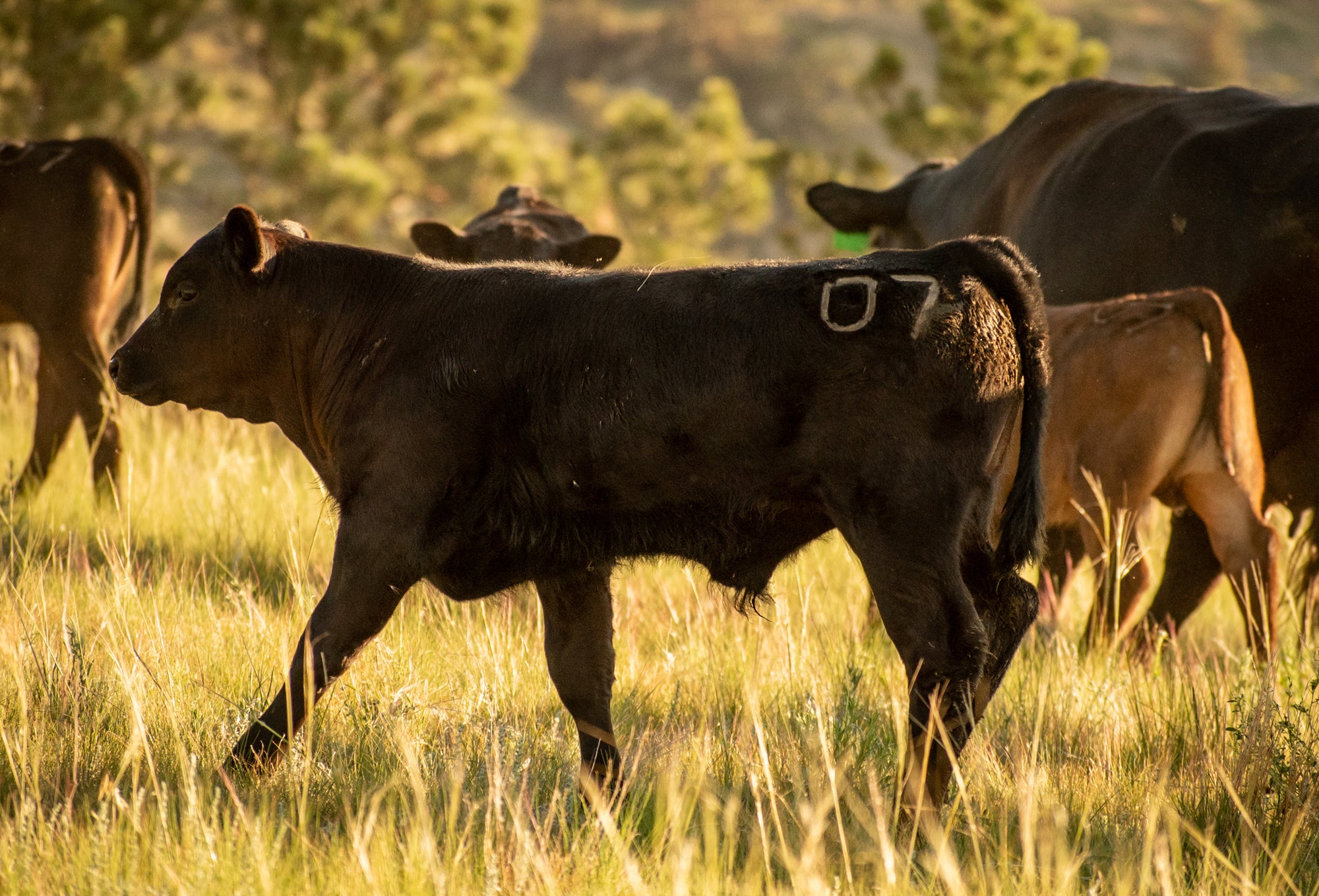 5 Questions for Kelly Kawachi, Head Butcher at Boulder’s Blackbelly - B7R Mentioned in 5280 Magazine