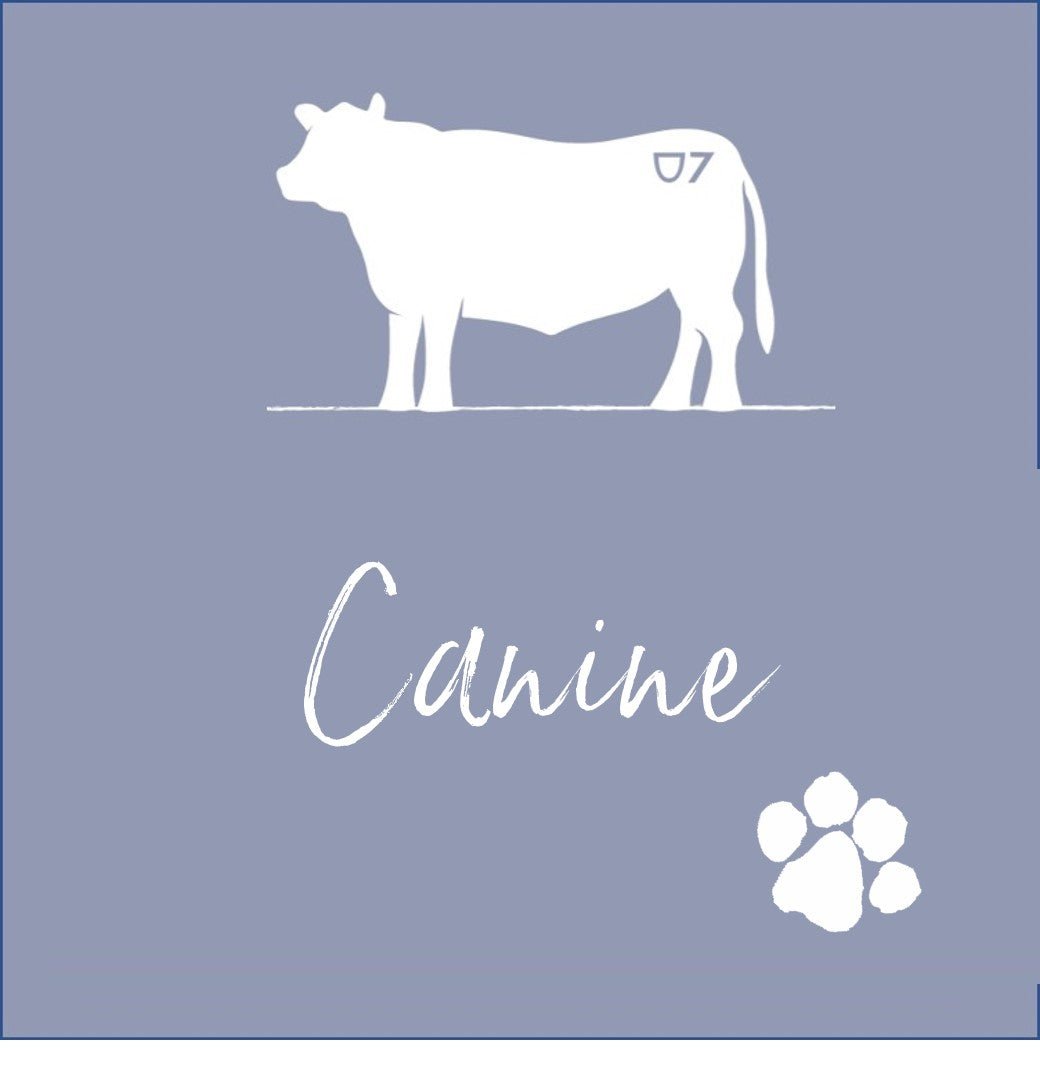 Canine